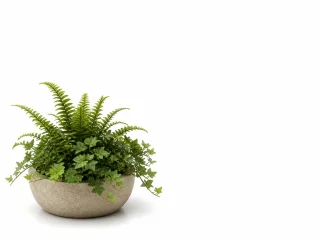 Illustration — 1 pot de plante verte